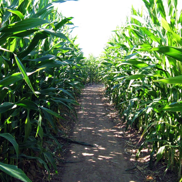 Pathways in the Corn